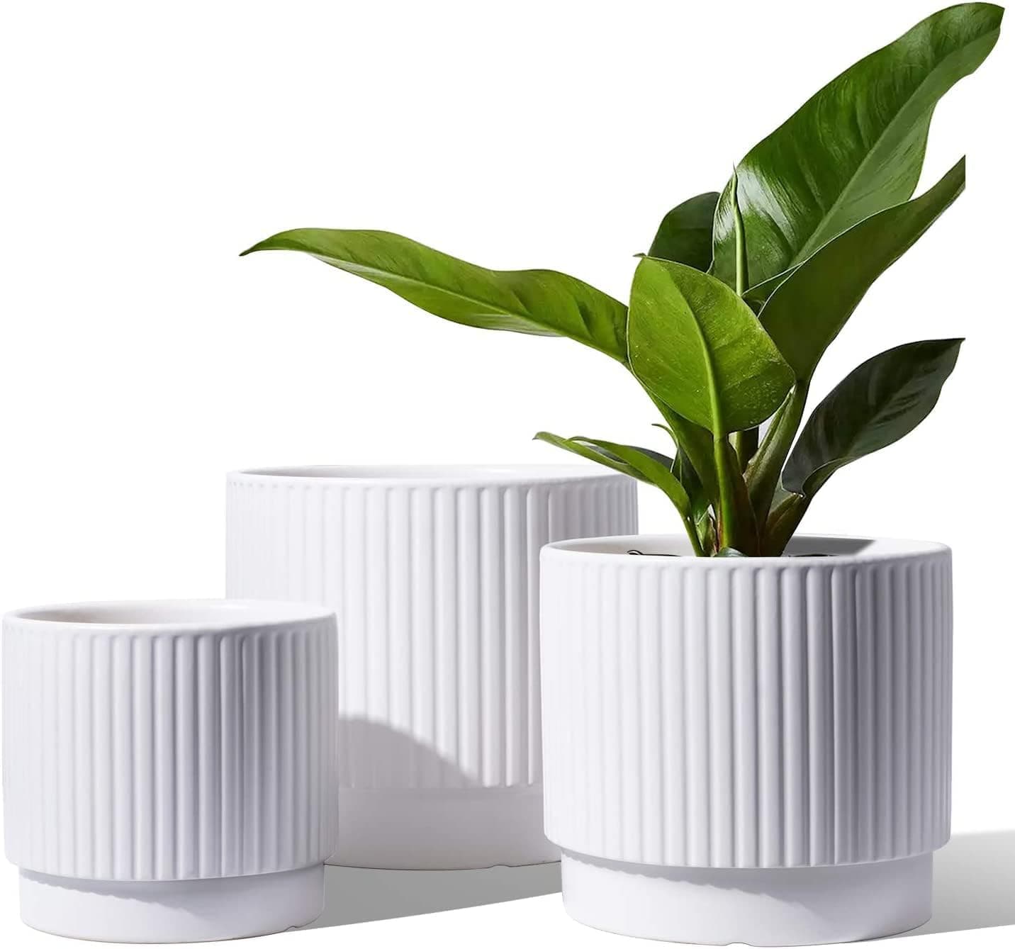 Ceramic Pots for Plants
